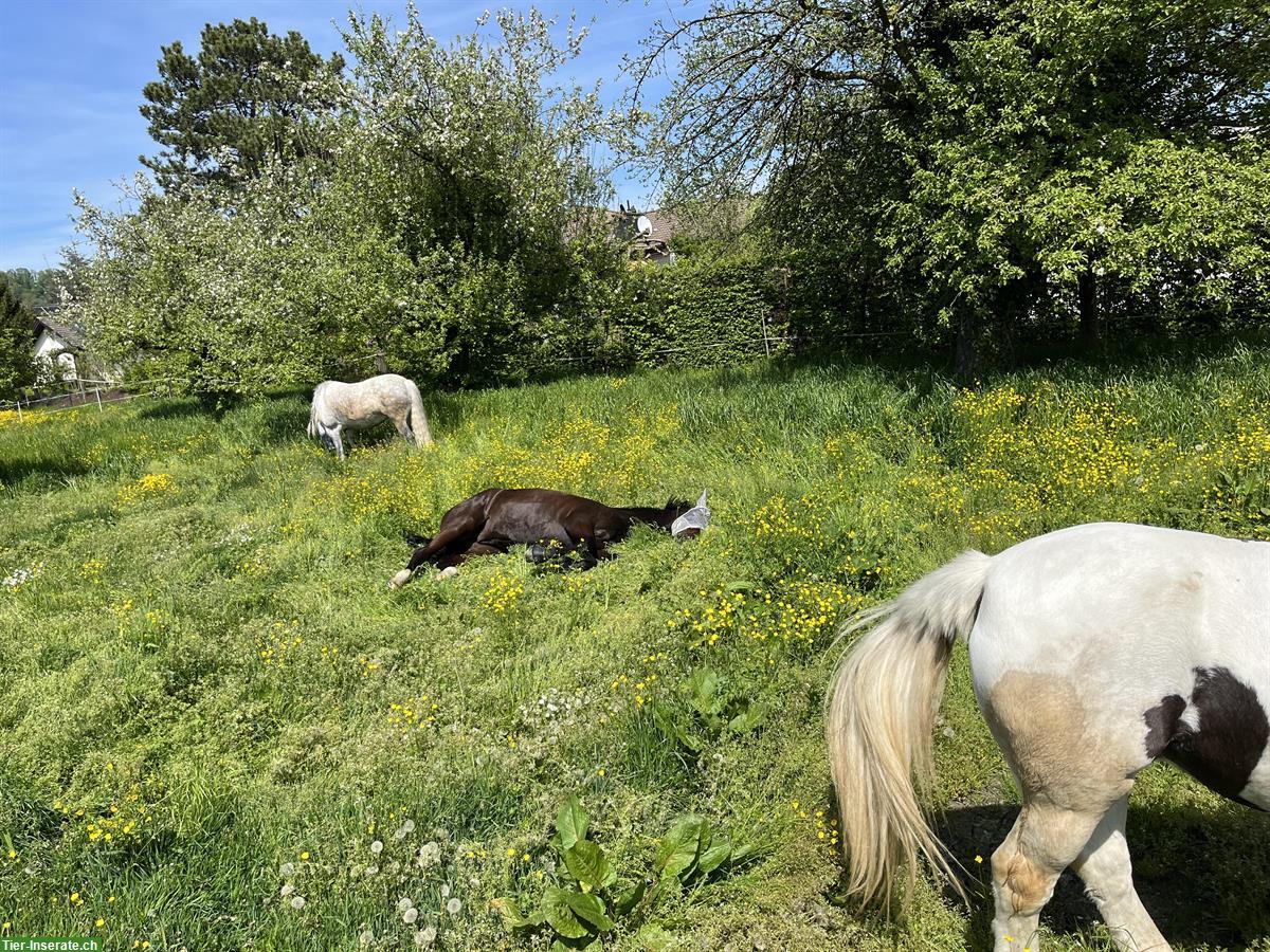 Bild 3: 2 freie Plätze in kleinem familiären Privatstall in 9434 Au SG