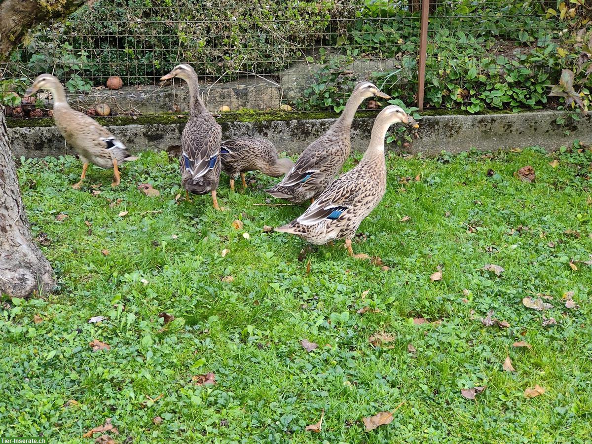 2 Junge Laufenten zu verkaufen