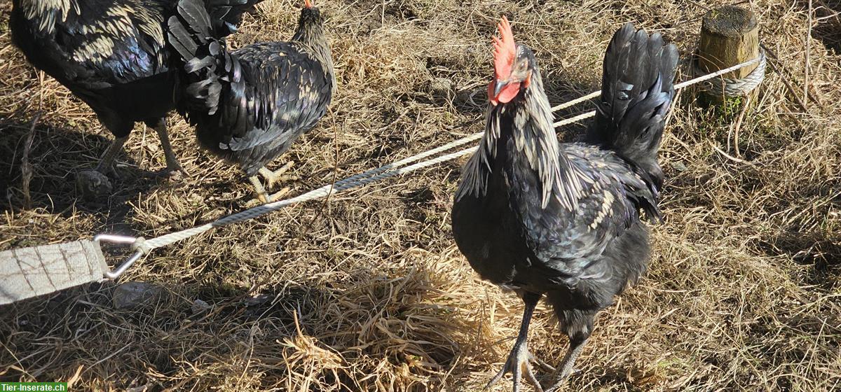 Silverudds Blå Junghähne aus Naturbrut