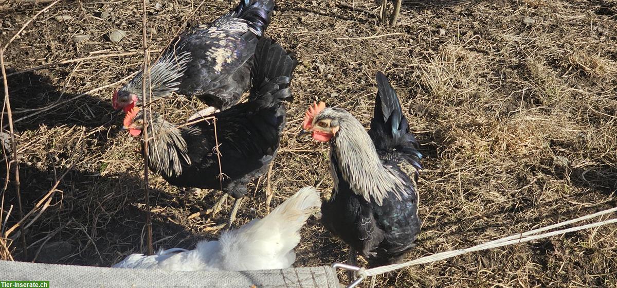 Bild 3: Silverudds Blå Junghähne aus Naturbrut