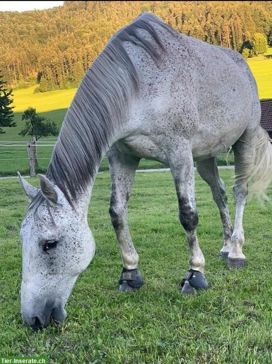 Bild 2: Malopolska Wallach mit Charakter zu verkaufen