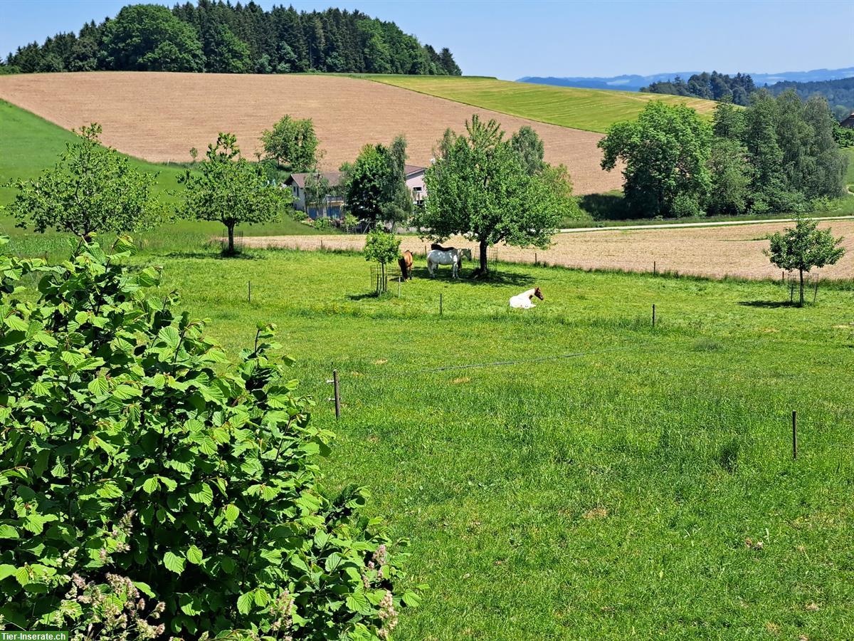 2-3 Offenstall Plätze frei auf Altersweide, Kanton Luzern