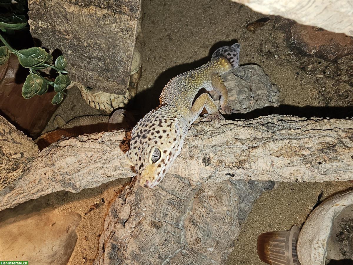 3 Leopardgeckos 1.2 abzugeben