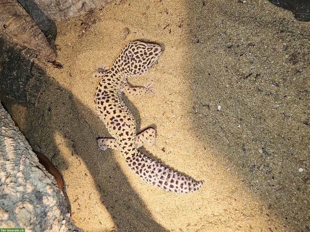 Bild 2: 3 Leopardgeckos 1.2 abzugeben