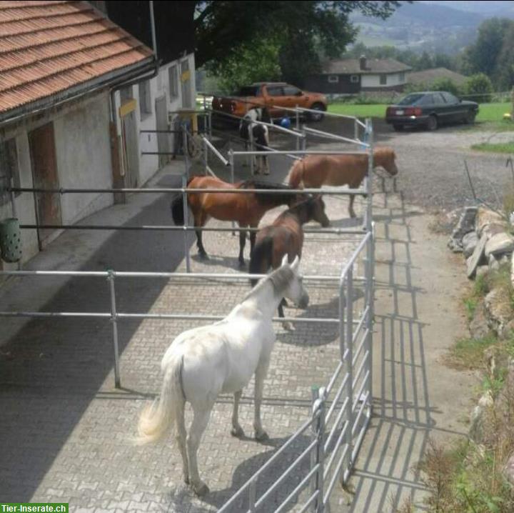 Bild 3: Grosse Auslaufboxe zu vermieten, Hirzel ZH