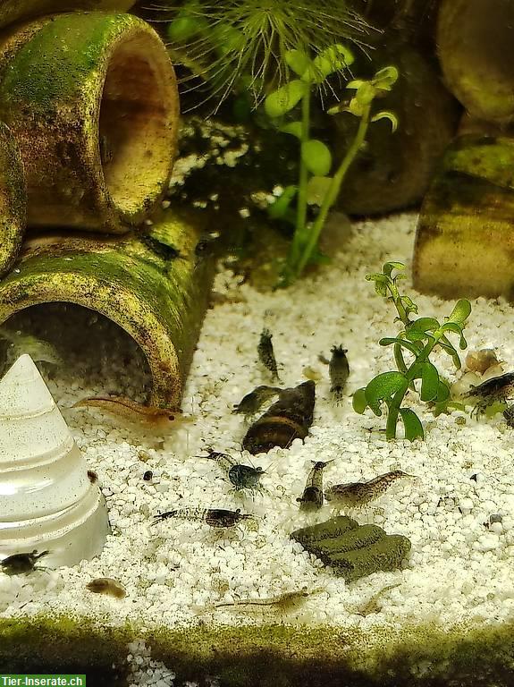 Bild 2: Ausselektierte Neocaridina Carbon Rili Garnelen