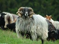 Heidschnucken Schafbock zum tauschen oder verkaufen