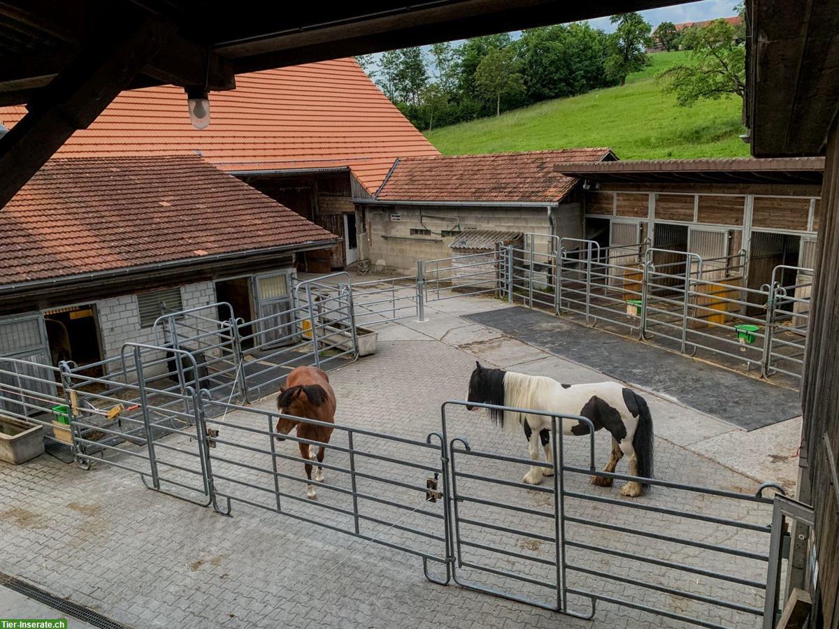 Bild 3: Freier Offenstallplatz in Stutenherde in Horgenberg