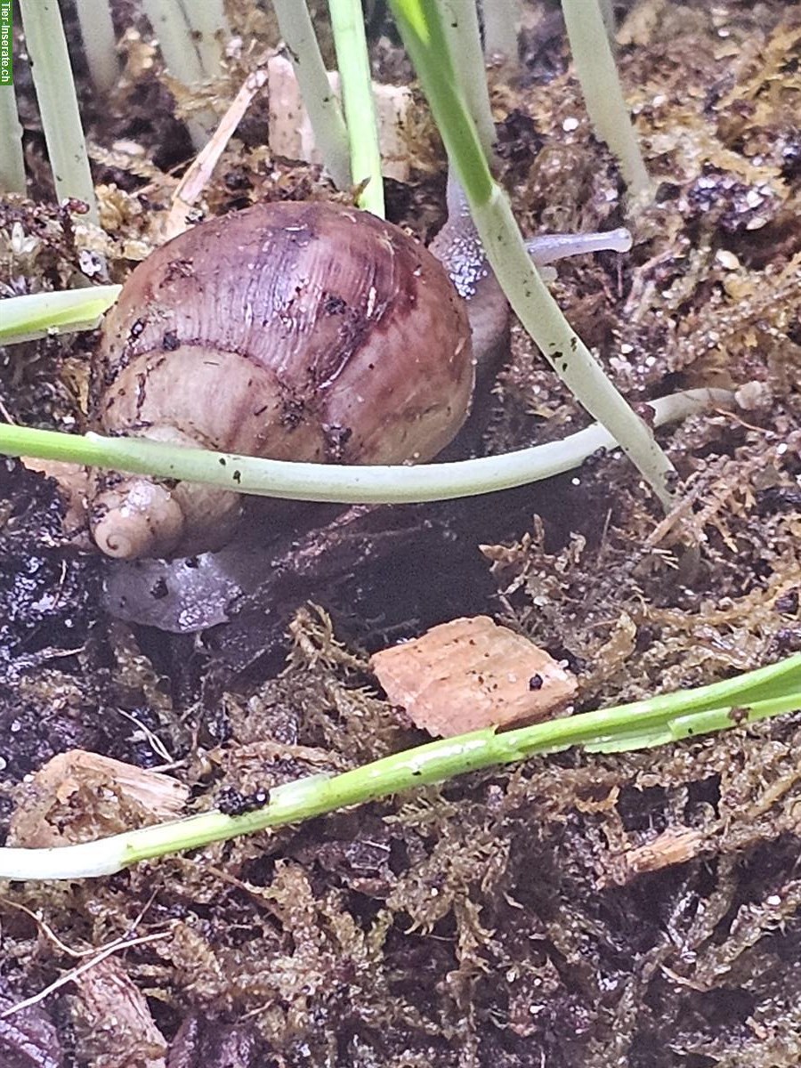 Junge Achatschnecken Fulica zu verkaufen