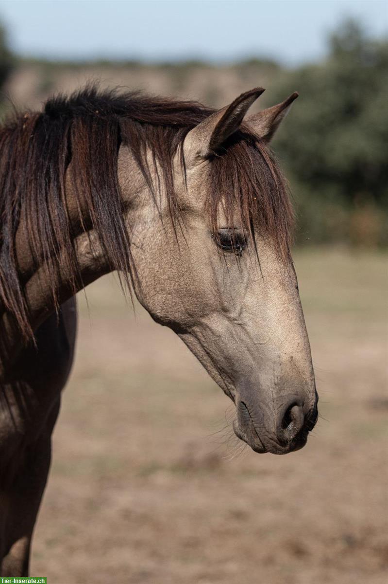 Bezaubernde Lusitano Stute sucht ihren Menschen