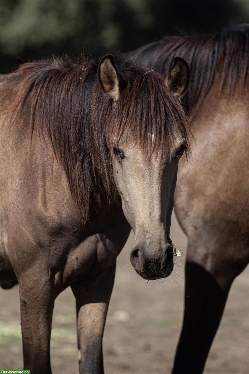 Bild 2: Bezaubernde Lusitano Stute sucht ihren Menschen