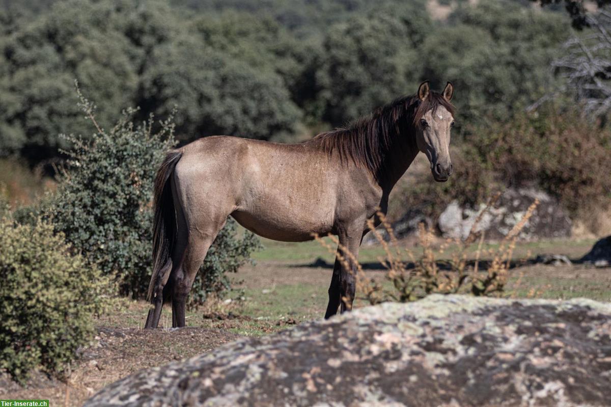 Bild 3: Bezaubernde Lusitano Stute sucht ihren Menschen