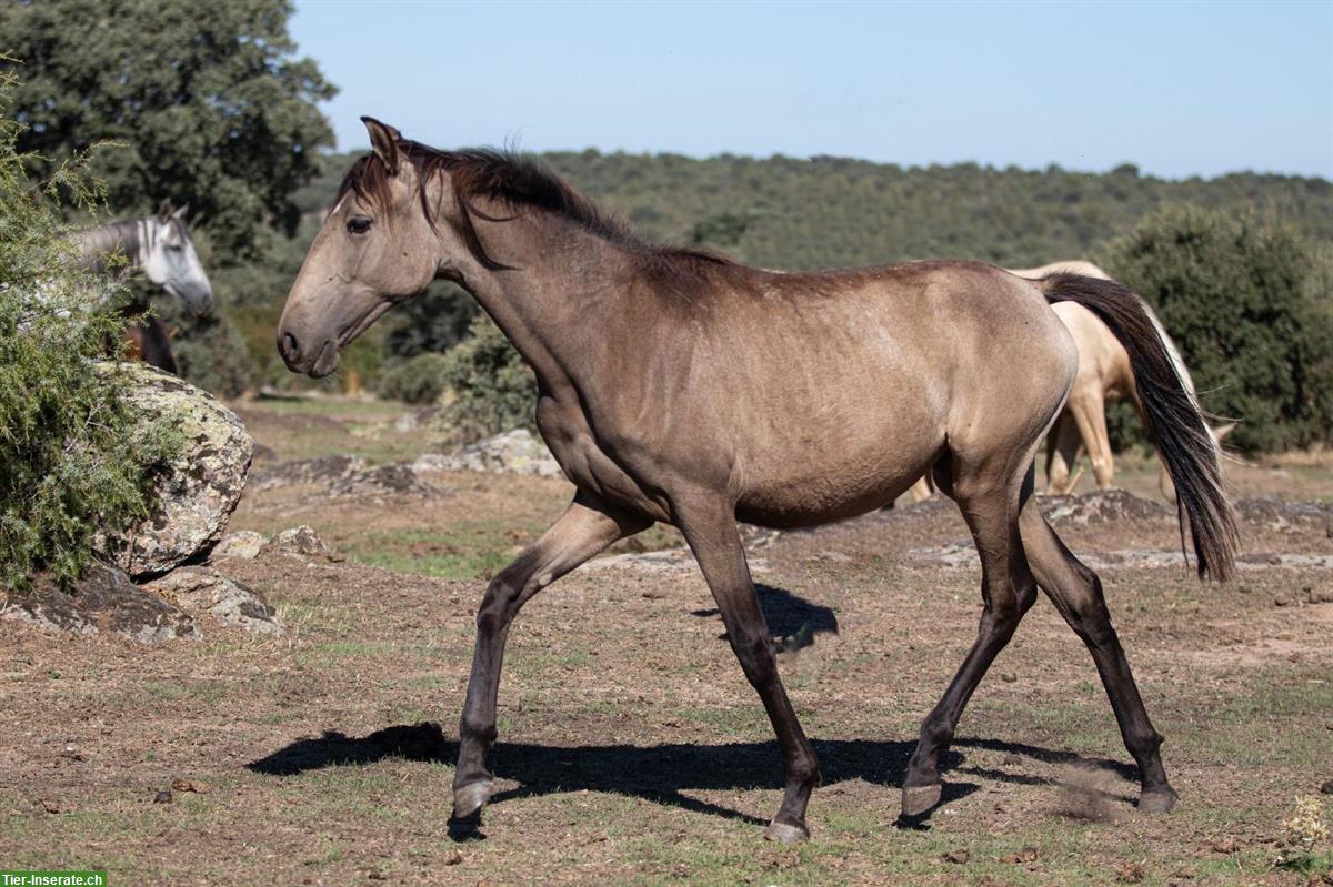 Bild 4: Bezaubernde Lusitano Stute sucht ihren Menschen