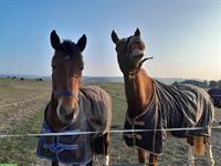 Pflege-/Spazier-/Reitbeteiligung für 3 Pferde in Kehrsatz