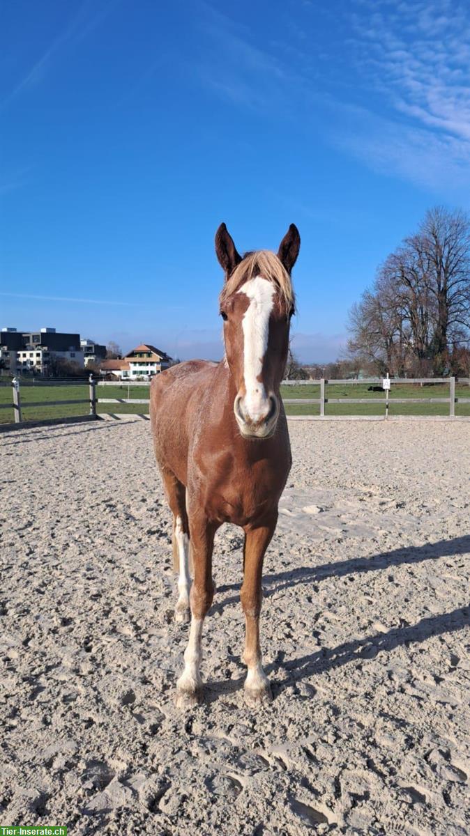 Bild 3: Pflege-/Spazier-/Reitbeteiligung für 3 Pferde in Kehrsatz