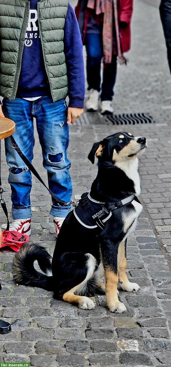 Bild 2: Junger Husky x Appenzeller Mischlingsrüde