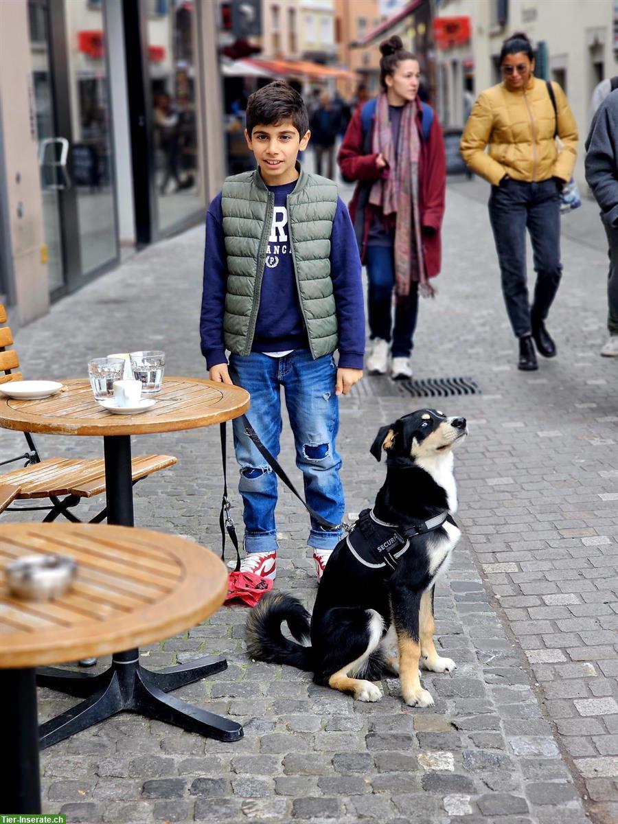 Bild 3: Junger Husky x Appenzeller Mischlingsrüde