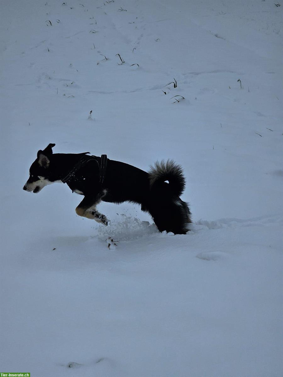 Bild 4: Junger Husky x Appenzeller Mischlingsrüde