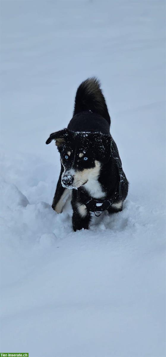 Bild 6: Junger Husky x Appenzeller Mischlingsrüde