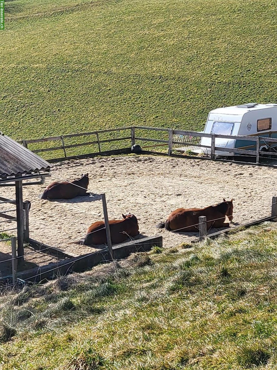 Bild 5: Privater Offenstall hat Platz für 1 bis 2 Pferde in Arni BE