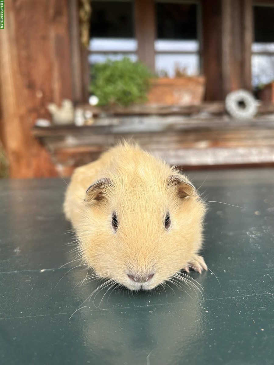 Cremfarbenes Meerschweinchen Böckli unkastriert GESUCHT