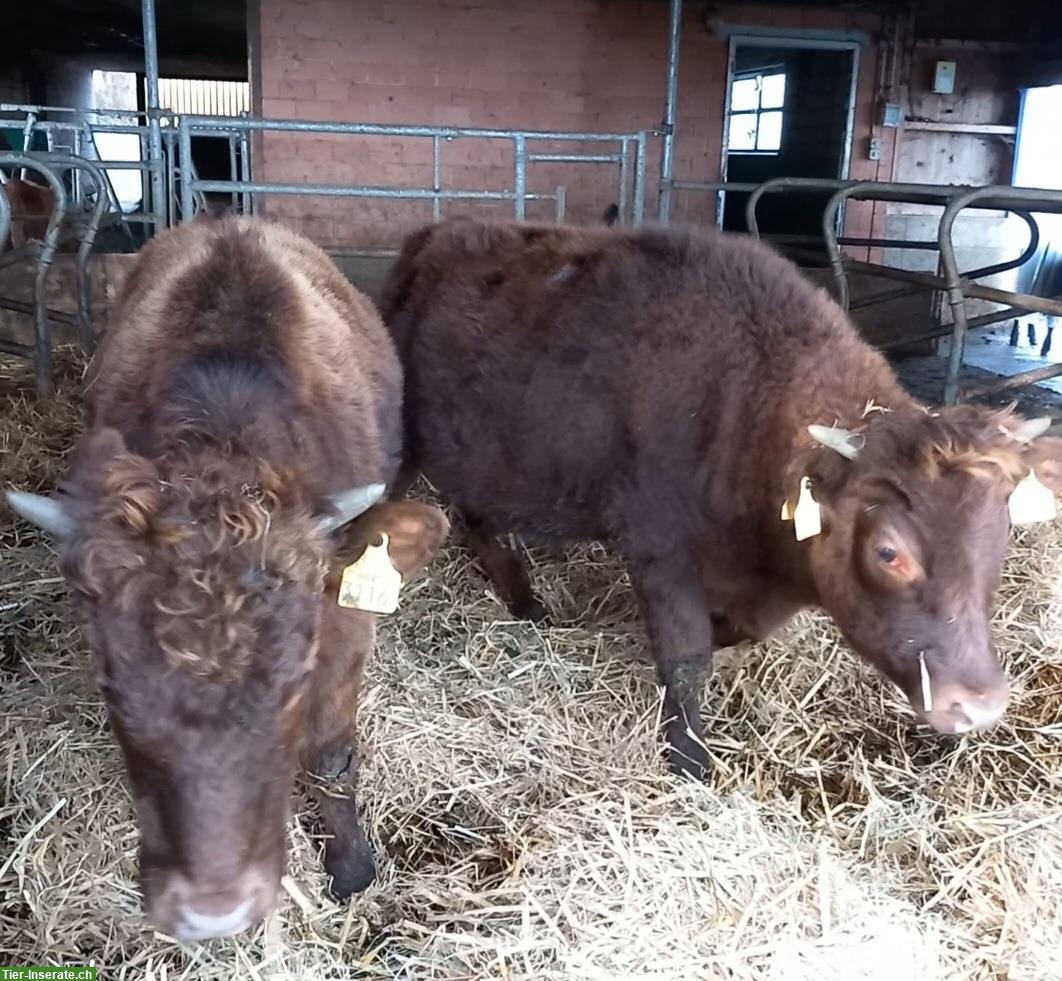 Bild 3: Dexter Rinder und Kühe mit Horn, dun & schwarz