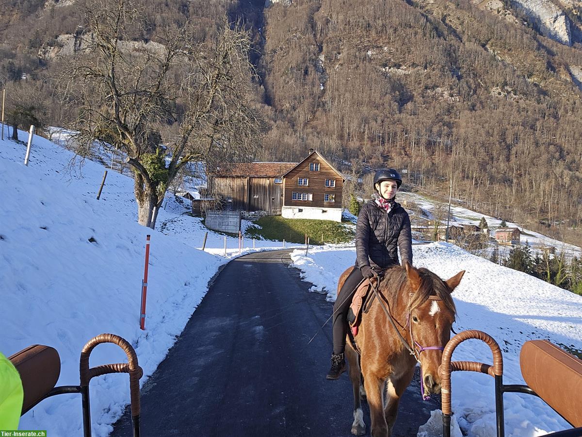 Bild 3: Freiberger Wallach Maximus zu verkaufen