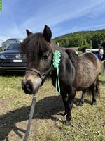 Biete Pflegebeteiligung für Mini Shetty in Lyssach BE