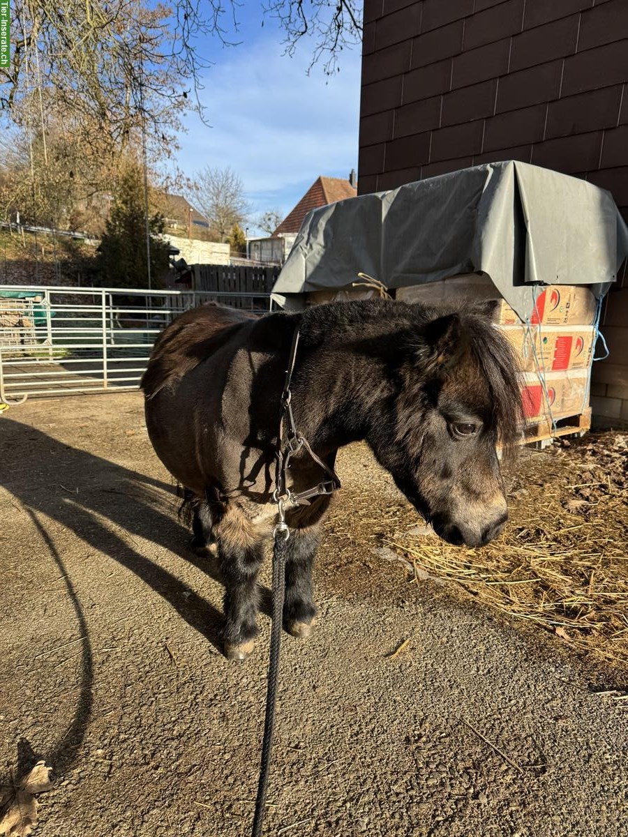 Bild 5: Biete Pflegebeteiligung für Mini Shetty in Lyssach BE