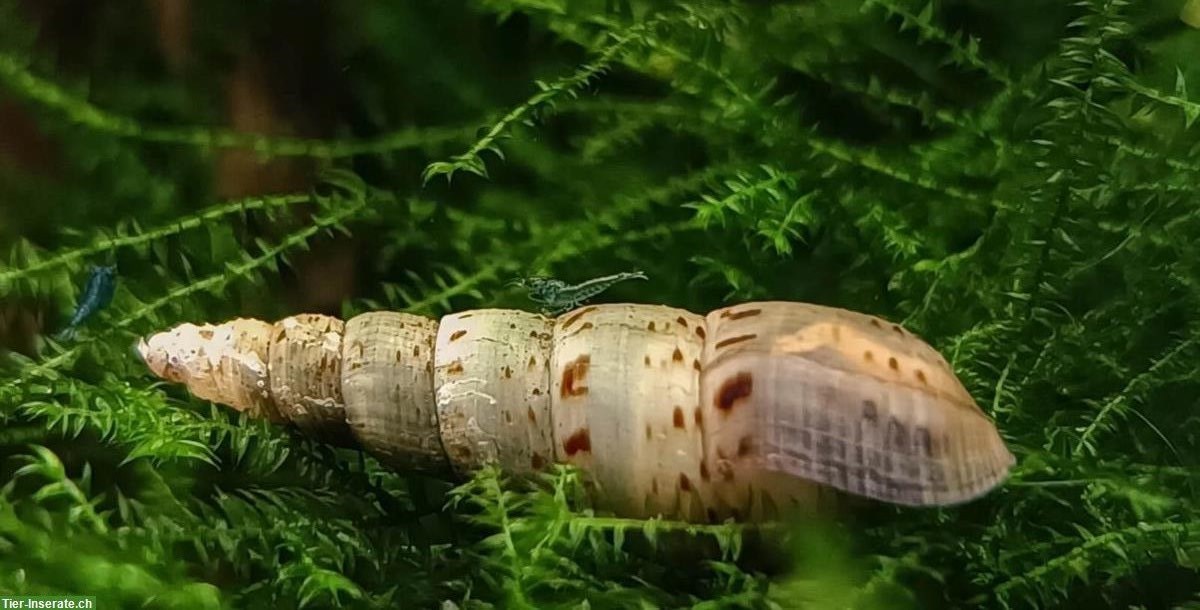 Indische Turmdeckelschnecken zu verkaufen