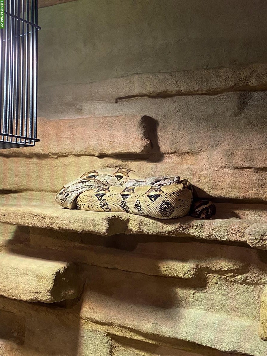 Bild 2: Boa Constrictor sucht ein neues Zuhause