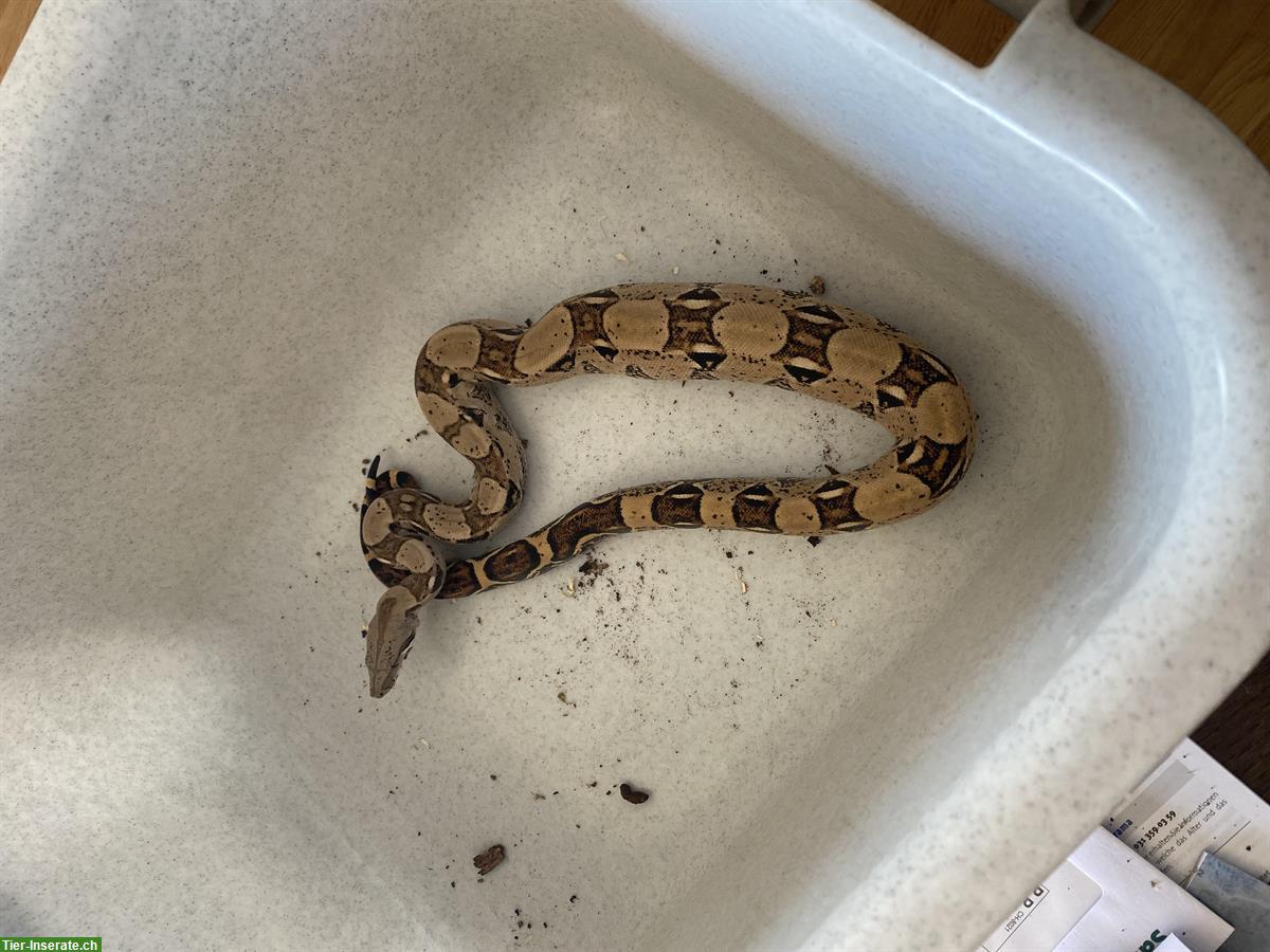 Bild 3: Boa Constrictor sucht ein neues Zuhause