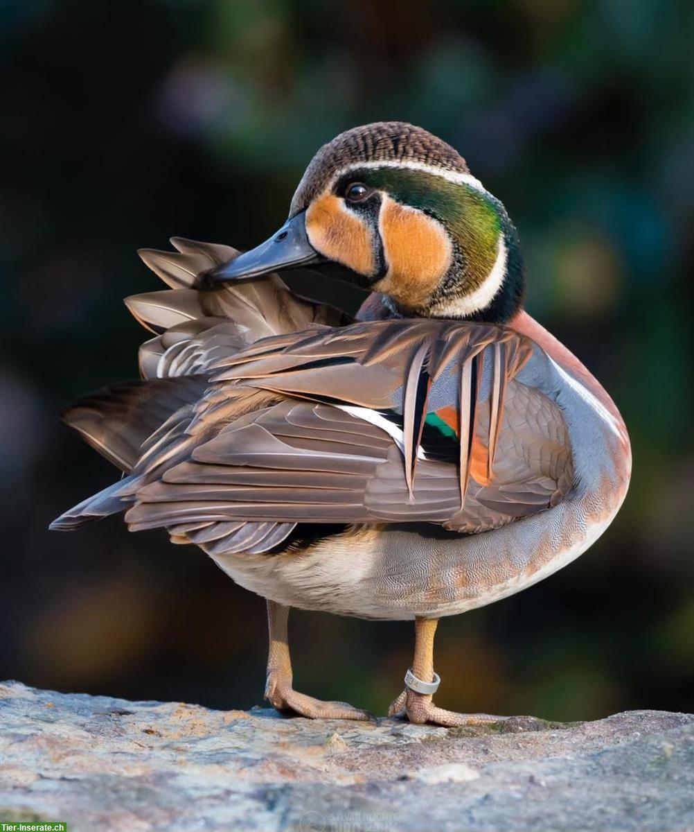 Diverse Enten/Gänse aus Naturbrut