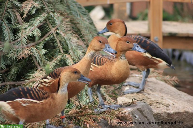 Bild 3: Diverse Enten/Gänse aus Naturbrut