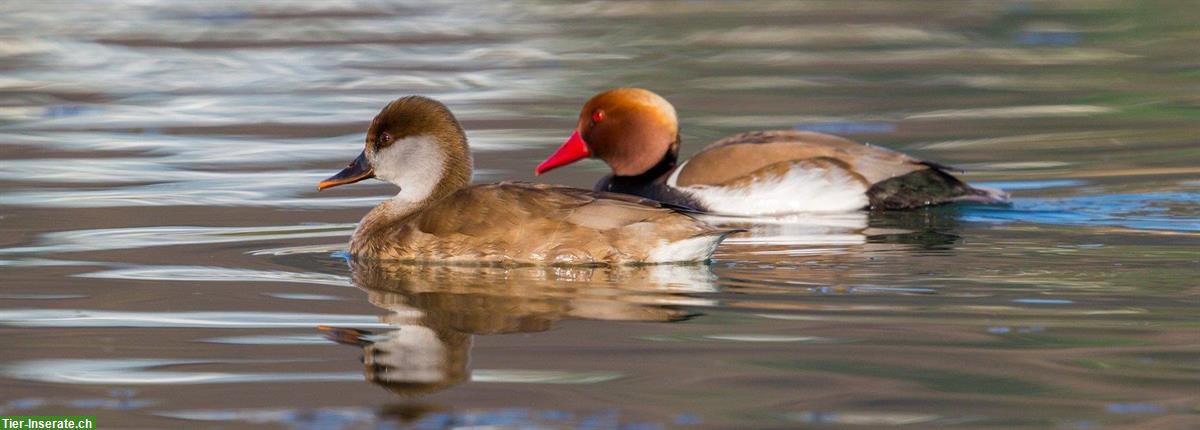 Bild 4: Diverse Enten/Gänse aus Naturbrut