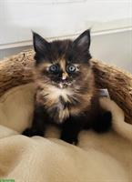 Maine Coon Kitten mit Stammbaum