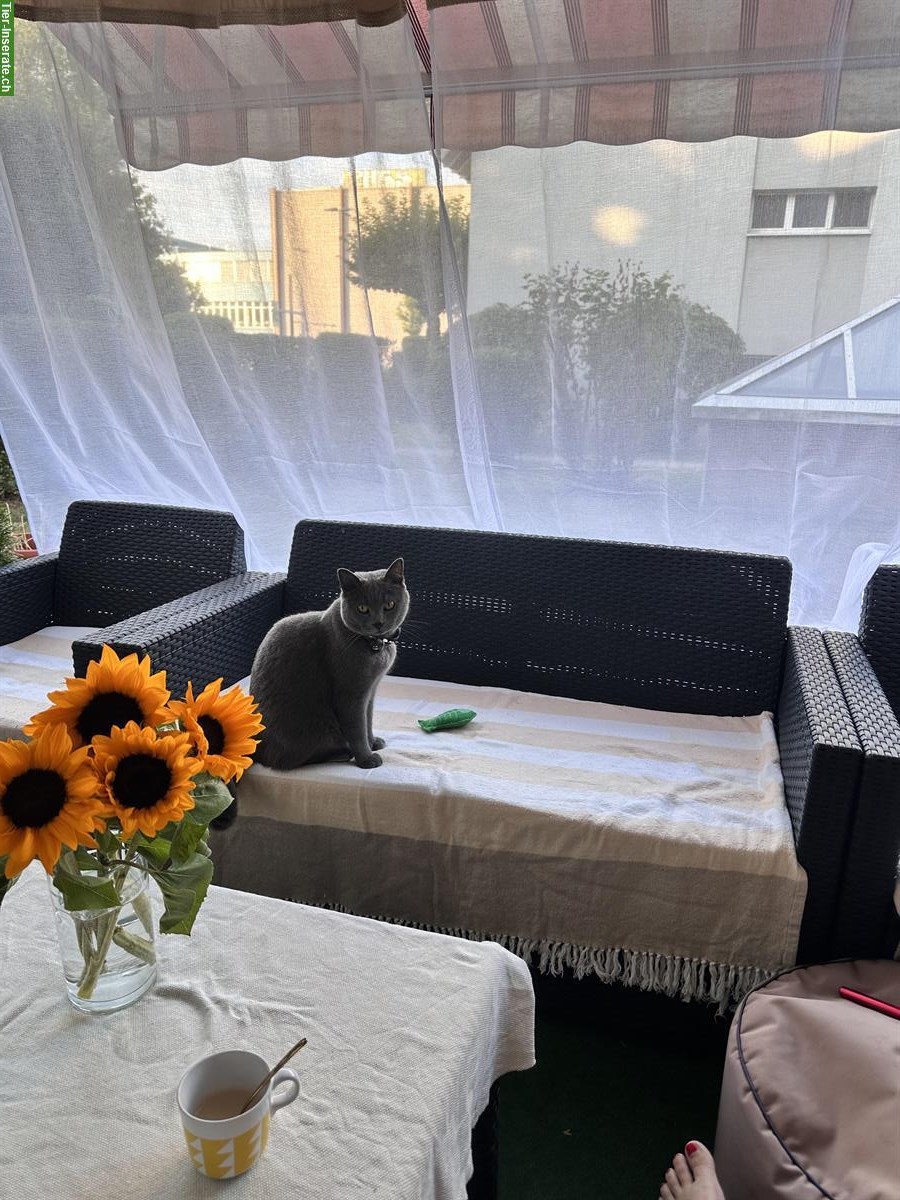 Bild 2: Britisch Kurzhaar Kater sucht ein liebevolles Zuhause