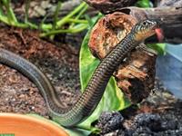 Thamnophis eques obscurus, Mexikanische Strumpfbandnatter