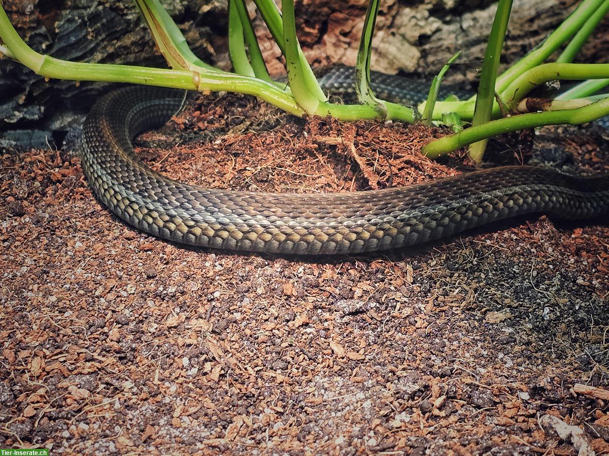 Bild 4: Thamnophis eques obscurus, Mexikanische Strumpfbandnatter