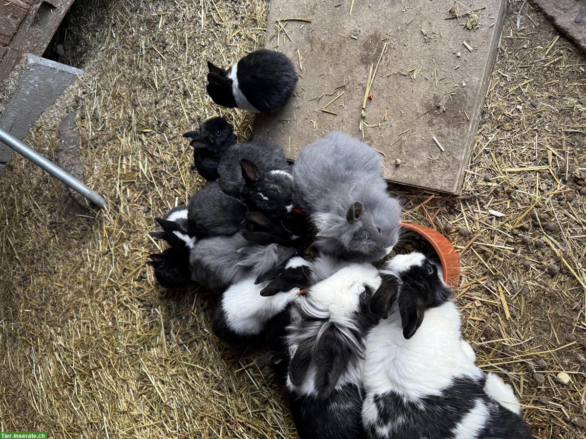 Junge Zwergkaninchen in schwarz & schwarzweiss