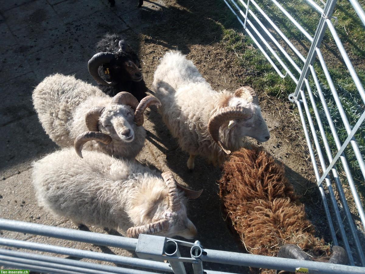 Bild 2: Ouessant Schafbock Gruppe (7 Tiere) zu verkaufen