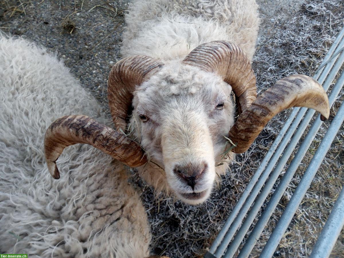 Bild 3: Ouessant Schafbock Gruppe (7 Tiere) zu verkaufen