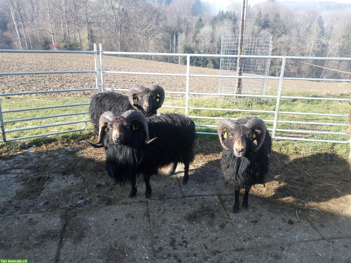 Bild 4: Ouessant Schafbock Gruppe (7 Tiere) zu verkaufen