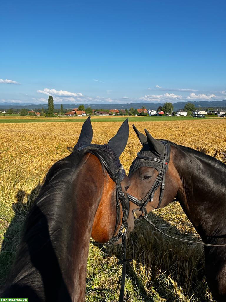 Reitbeteiligung für 2 Pferde in Jegenstorf BE