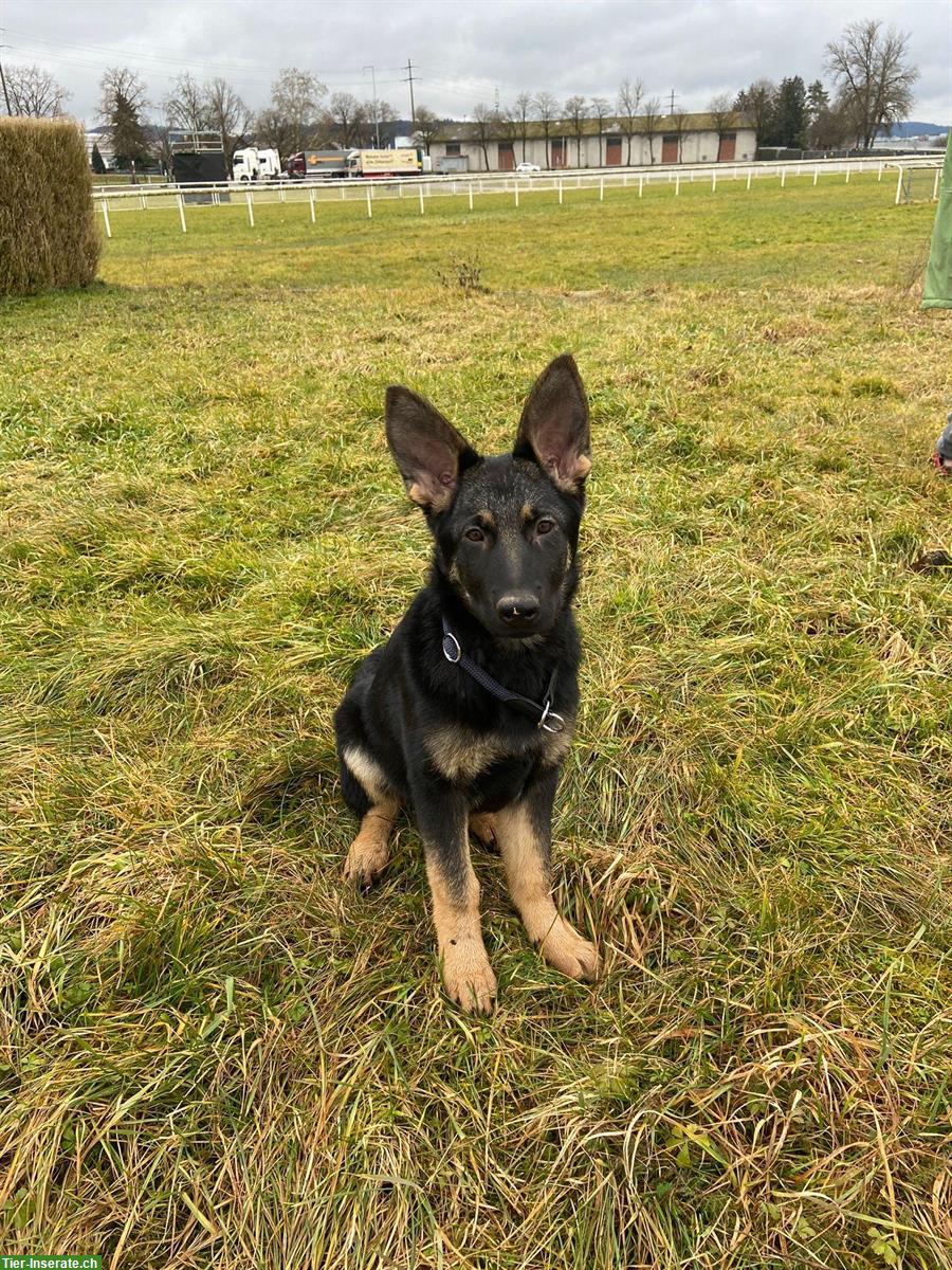 Bild 4: Reinrassige Deutsche Schäferhund Welpen, Hündin