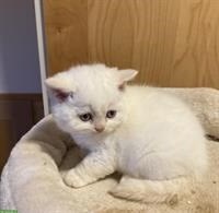 Zauberhafte Selkirk Rex Kitten