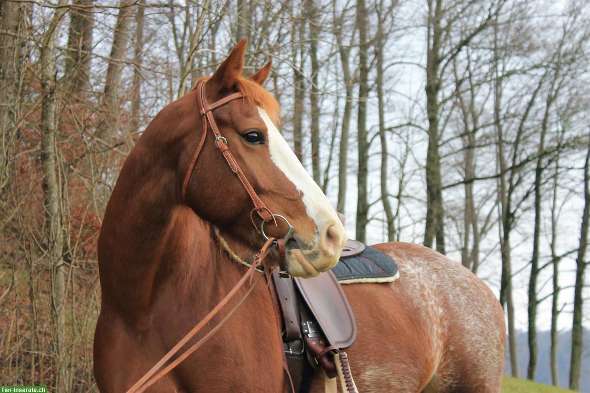 Reitbeteiligung auf Freiberger Stute zu vergeben im Baselland