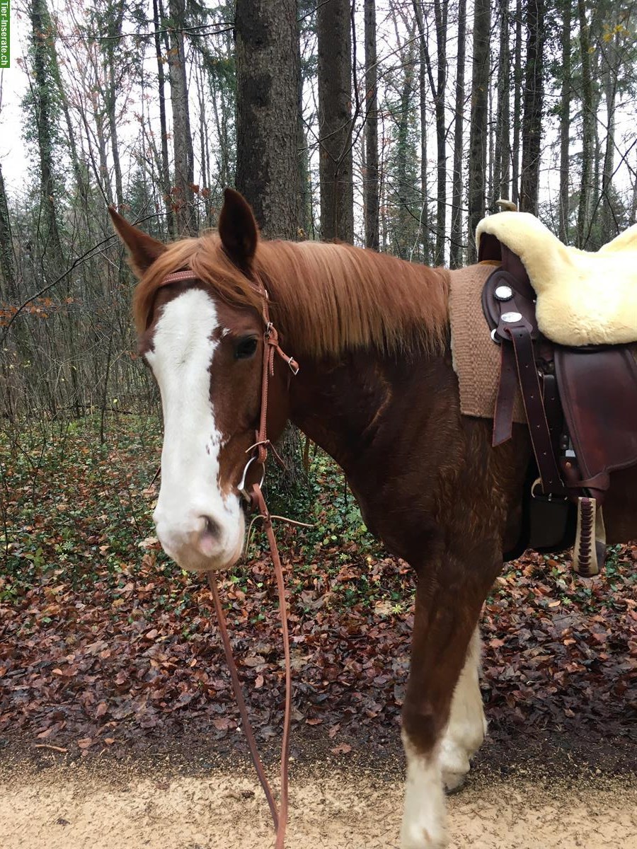 Bild 2: Reitbeteiligung auf Freiberger Stute zu vergeben im Baselland