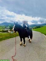 Pferdegestützte Reitpädagogik / Reittherapie / Umgang mit Pferd erlernen