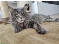 Sehr schöner Maine Coon Deckkater